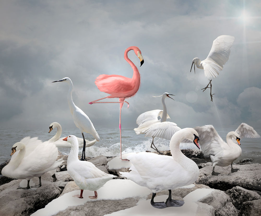 Pink flamingo surrounded by white birds at sea shore