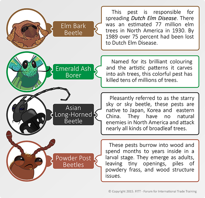 Destructive beetles that affect wooden pallets