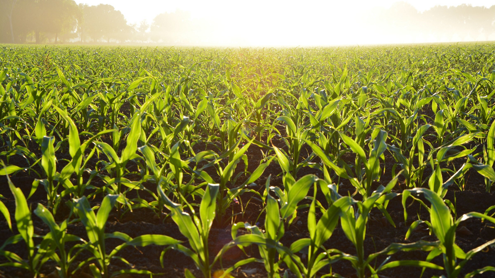 Funding news: New intake of Canadian Agricultural Partnership (CAP) Ontario producers stream to help farmers